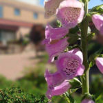 foxglove at St Margarets of Scotland Hospice